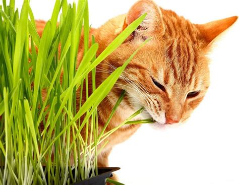 Cat Grass Seeds For Planting 1 000 Seeds Nutritious And Tasty Treat For Cats And Other