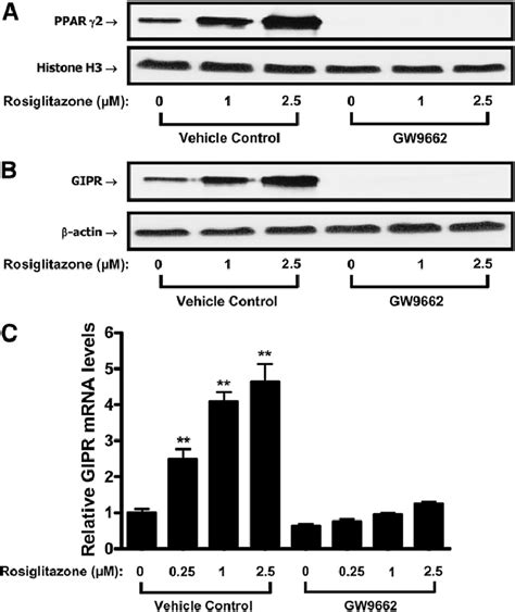 Ppar Activation Increases T L Gipr Expression In Differentiated