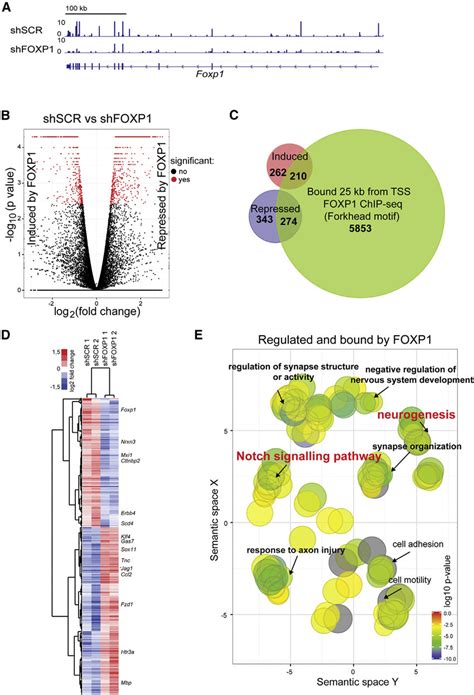 Foxp Regulates Expression Of Neurogenesis Related Notch Signaling