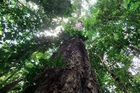 Tráfico de drogas avança na Amazônia e impulsiona violência e