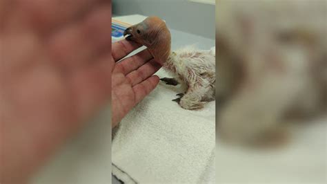 See it: First baby condor hatches during 'epic laying season' of ...