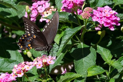 Spicebush Swallowtail Butterfly Lowell Mi Vaughn Morrison Flickr