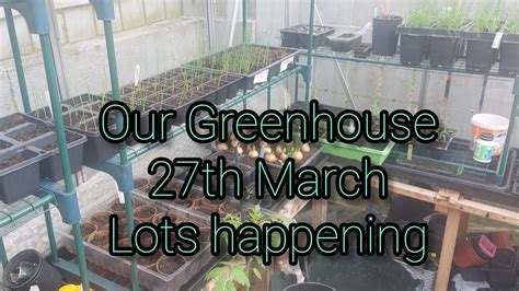 Greenhouse Update 27th March Lots Going On Allotment Greenhouse