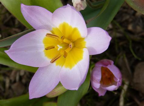 Épinglé Sur Passion Fleurs