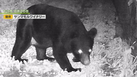 【速報】「ツキノワグマ出没注意報」青森県が県内全域に発表 Tbs News Dig