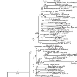 Majority Rule Consensus Tree From Bayesian Analysis Of Nine Chloroplast