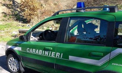 Legittimo Lassorbimento Del Corpo Forestale Nellarma Dei Carabinieri