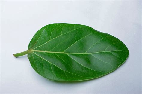 Leaf of banyan tree, Ficus americana The use of the banyan tree to treat infections of the ...