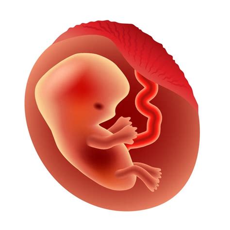 Fetal Development