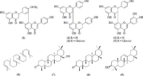 Pdf Biflavonoids From The Leaves And Stem Bark Of Garcinia Griffithii