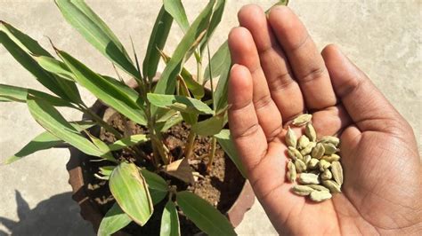 Cardamom Plant Elaichi Ka Podha Bonsai Plants Nursery