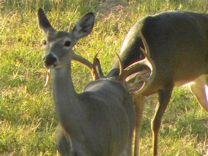 Whitetail Deer Mating – The Fall Breeding Season | Whitetail Hunting