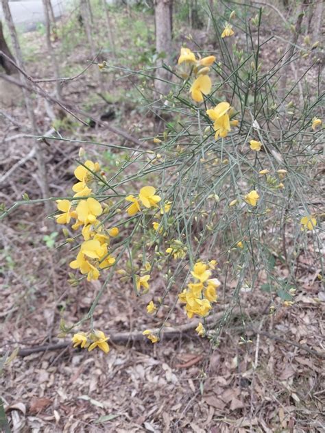 Winged Broom Pea From Bardon Qld Australia On December At