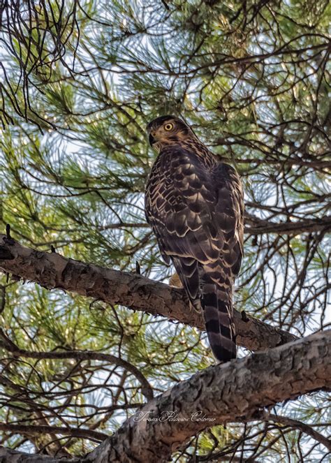 Azor por Teresa Palacios | Fotografía | Turismo de Observación