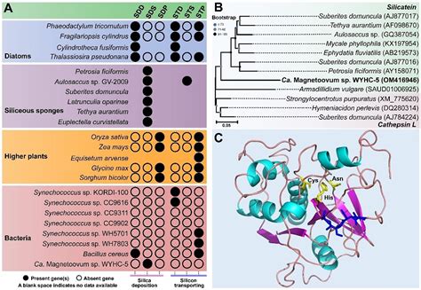 李金华等 Sa：发现趋磁细菌细胞内非晶质二氧化硅颗粒 生物地磁学实验室