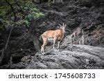 Mountain Goat jumping cliffs image - Free stock photo - Public Domain ...