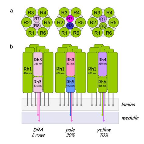 Differential Opsin Expression In Drosophila Schematic Drawings Of