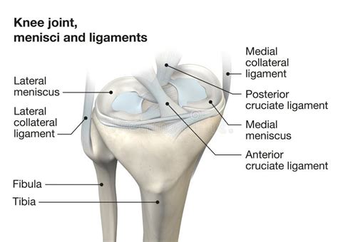 Knee Joint Anatomy Side View Medically 3d Illustration Stock