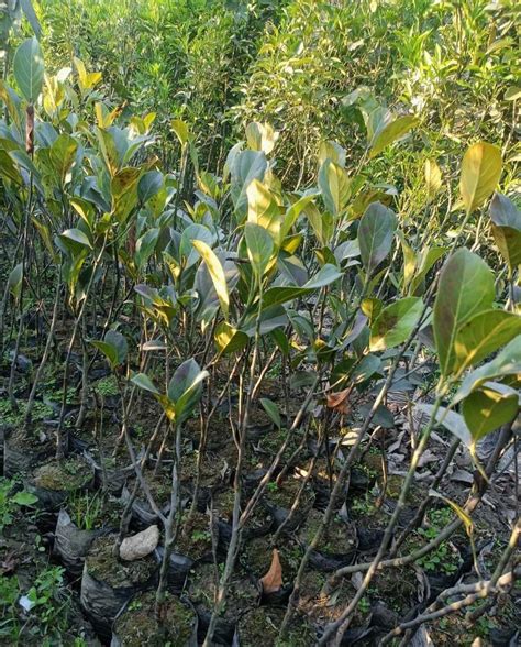 Full Sun Exposure Vietnam Super Early Jack Fruits Grafted Plant At Rs