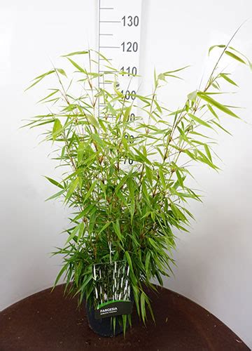 Fargesia Robusta Pingwu Fargesia Pingwu Bamboo For Sale Uk