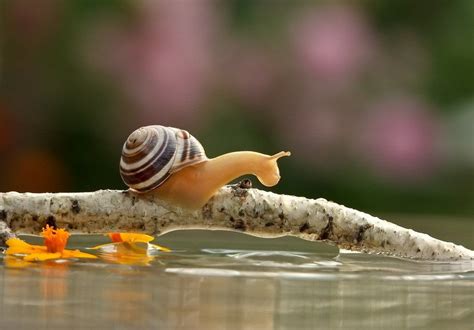 The Most Amazing Up Close Snail Photos Youll Ever See Snail Pet