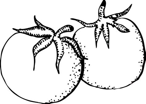 Download Tomato Black White Royalty Free Vector Graphic Pixabay