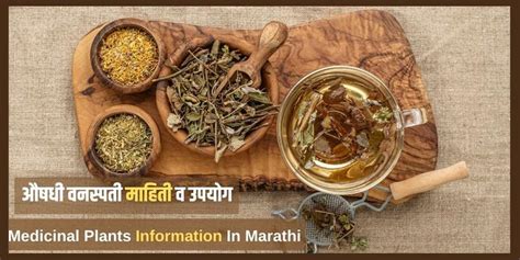 औषधी वनस्पती माहिती व उपयोग मराठीत Medicinal Plants Information In