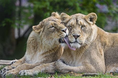 Leona Y León Leonado Amor Gatos Pareja Leones Leona © Tambako The