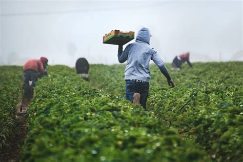 A importância da agricultura familiar para as grandes indústrias