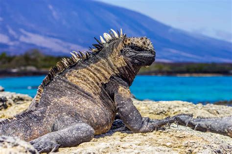 10 Notable Facts About Marine Iguanas A Z Animals