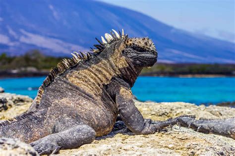 The 10 Largest Lizards in the World - A-Z Animals