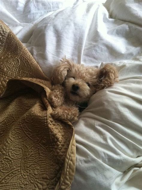 A Small Brown Dog Laying On Top Of A White Bed Covered In Blankets And