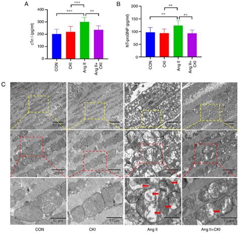 Myocardial Injury Biomarkers And Morphometric Analyses The A Ctn I