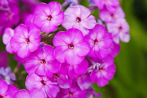 Pink Phlox Close Up - Longfellow's Greenhouses