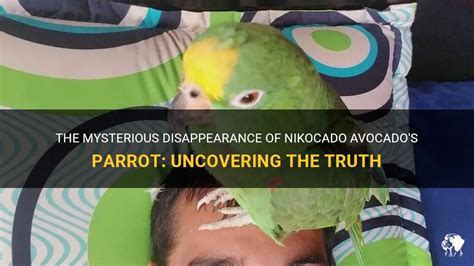 The Mysterious Disappearance Of Nikocado Avocado S Parrot Uncovering