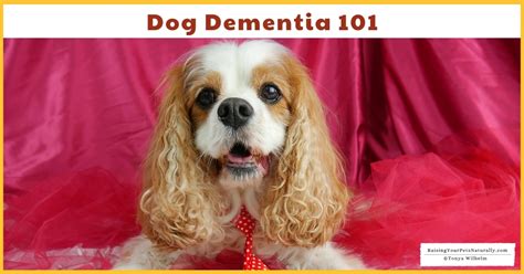 Canine Cognition Dysfunction / Dog Dementia 101 (Early access for our ...