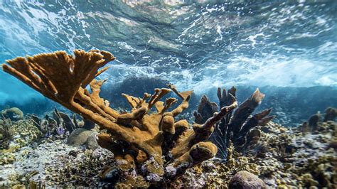 Coral Reefs [image] Eurekalert Science News Releases