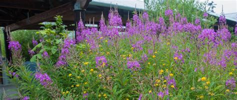 Wildlife Plants:: Foxglove – Migratory Legends