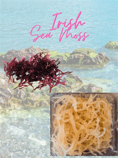 The Wonders Of Irish Sea Moss Explained My Journey 2 Health