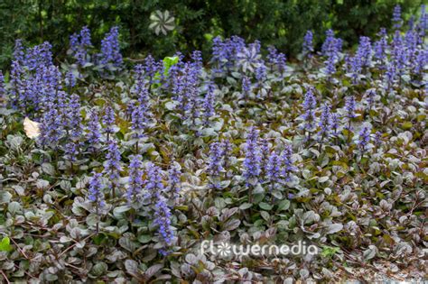 Ajuga Reptans Atropurpurea Dark Purple Bugle 111886 Flowermedia