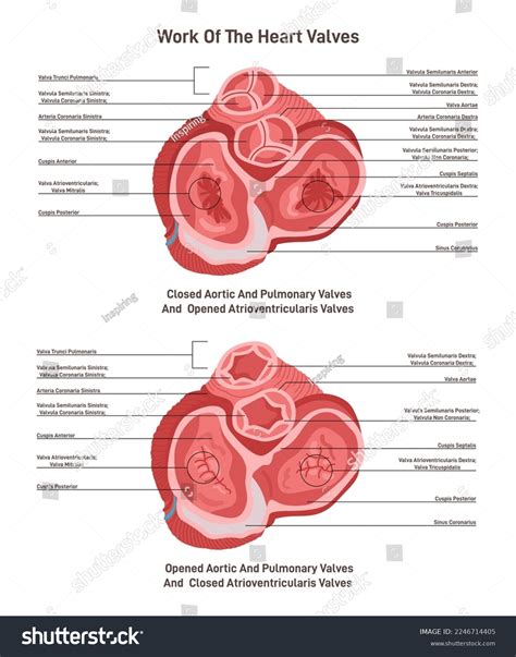 Transverse Section Human Heart Heart Aortic Stock Vector Royalty Free