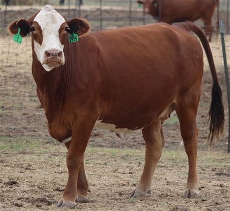 18 F1 Braford Cows For Sale In Klondike Texas