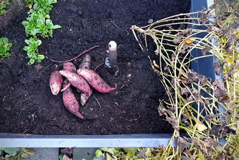 S Kartoffeln Im Hochbeet Anbau Pflege Ernte Gr Neliebe