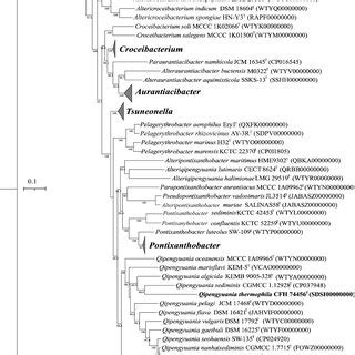 The Phylogenomic Tree Based On Marker Gene Sequences Showing The