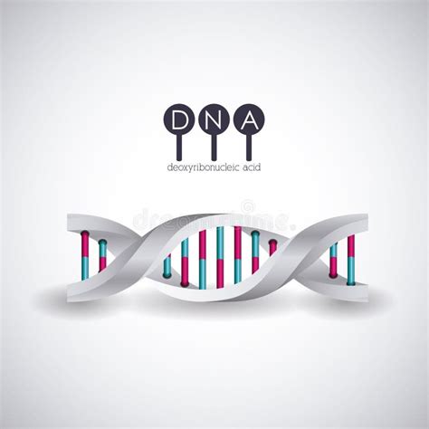 Conception De Chromosome De Structure D Adn Illustration De Vecteur