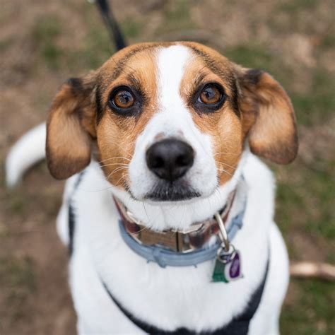 Beagle Mixed With Jack Russell