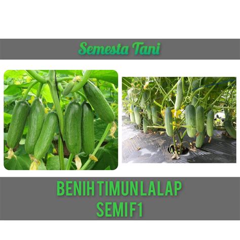 Butir Benih Timun Lalap Semi F Repack Lazada Indonesia