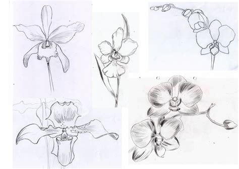 Weekly : Doodles and tuts: How to draw an Orchid flower - method 4