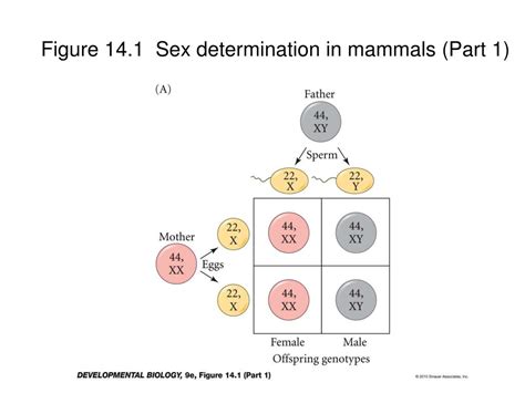 PPT Chapter 11 Germ Cells Fertilization And Sex PowerPoint Presentation ID 6605804