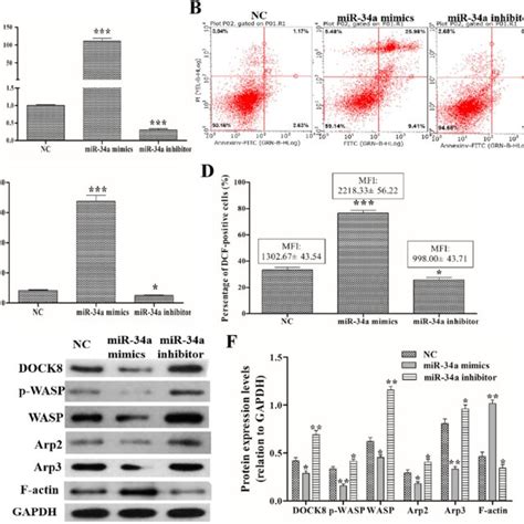 Effects Of MiR 34a On ROS Production Apoptosis And Related Protein